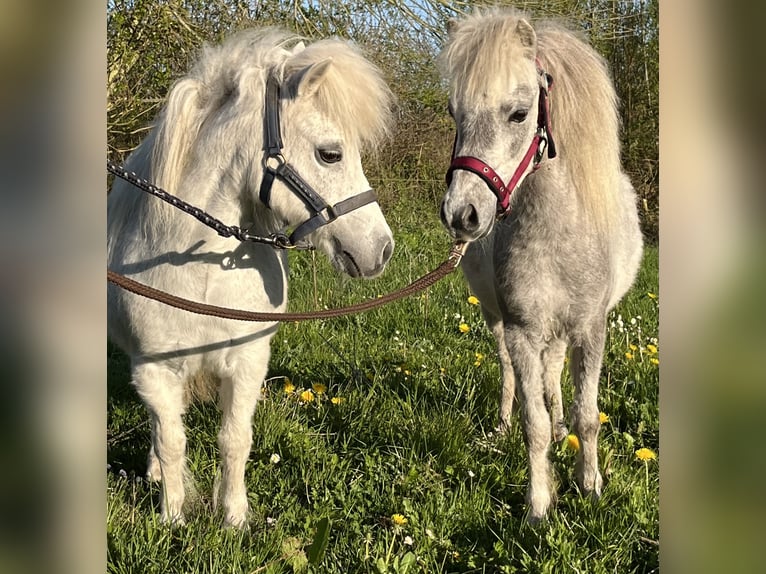Cheval Miniature américain Jument 6 Ans 85 cm Alezan in Kappeln