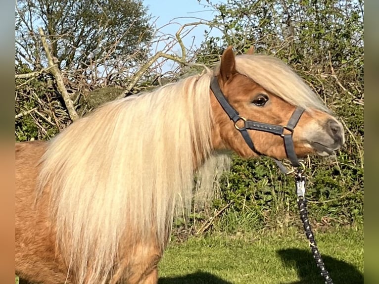 Cheval Miniature américain Jument 6 Ans 85 cm Alezan in Kappeln