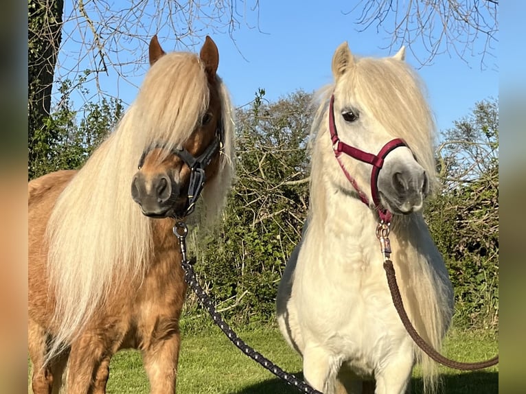 Cheval Miniature américain Jument 6 Ans 85 cm Alezan in Kappeln