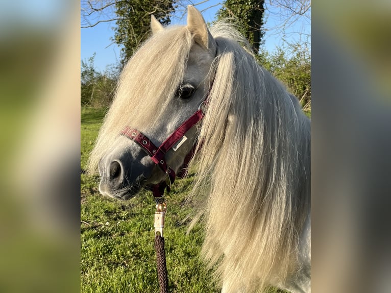 Cheval Miniature américain Jument 6 Ans 85 cm Alezan in Kappeln