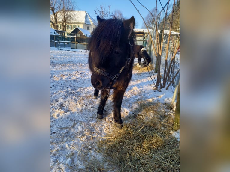 Cheval Miniature américain Jument 6 Ans 95 cm Noir in Gettnau