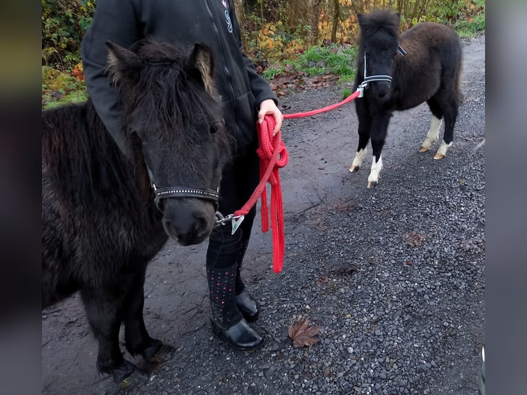 Cheval Miniature américain Jument 6 Ans 95 cm Noir in Gettnau