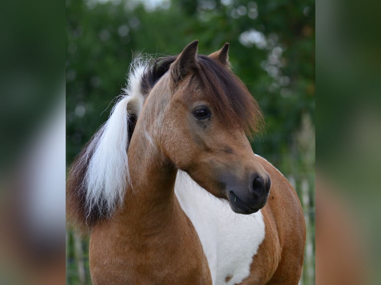 Cheval Miniature américain Jument 8 Ans 92 cm Buckskin in Reinfeld (Holstein)