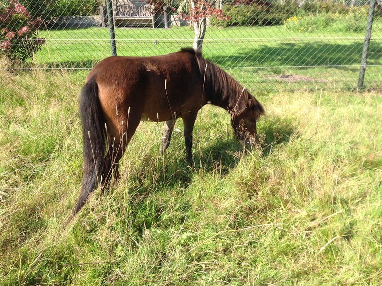 Cheval Miniature américain Jument 8 Ans Bai in Apeldoorn