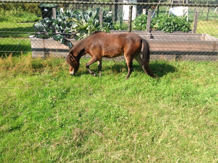 Cheval Miniature américain Jument 8 Ans Bai in Apeldoorn