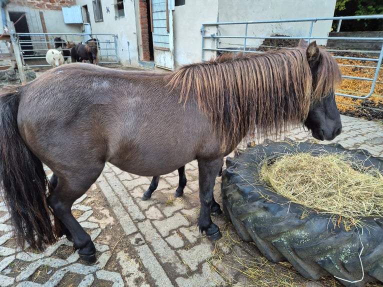 Cheval Miniature américain Jument 8 Ans  in Büdingen