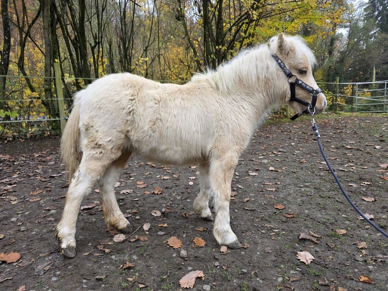 Cheval Miniature américain Jument 8 Ans  in Büdingen