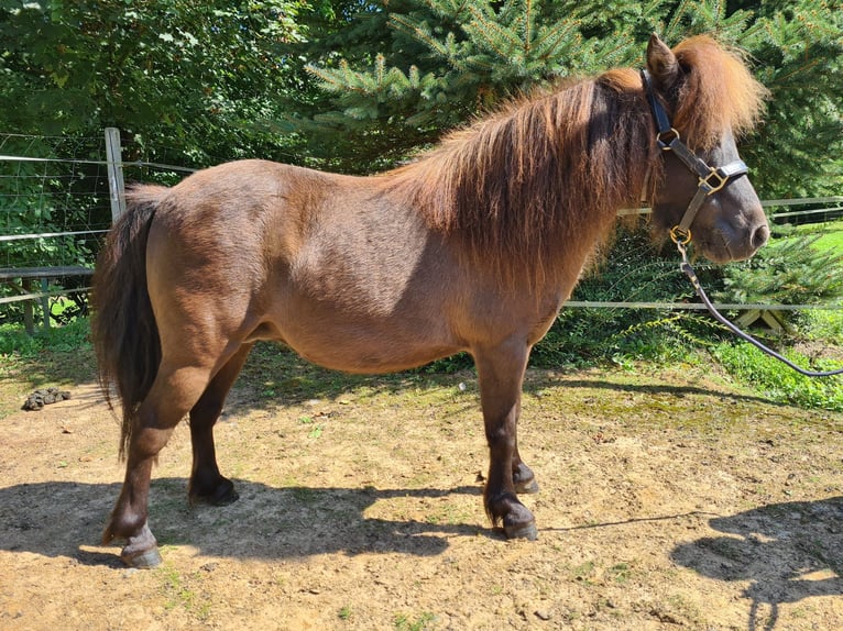 Cheval Miniature américain Jument 8 Ans  in Büdingen