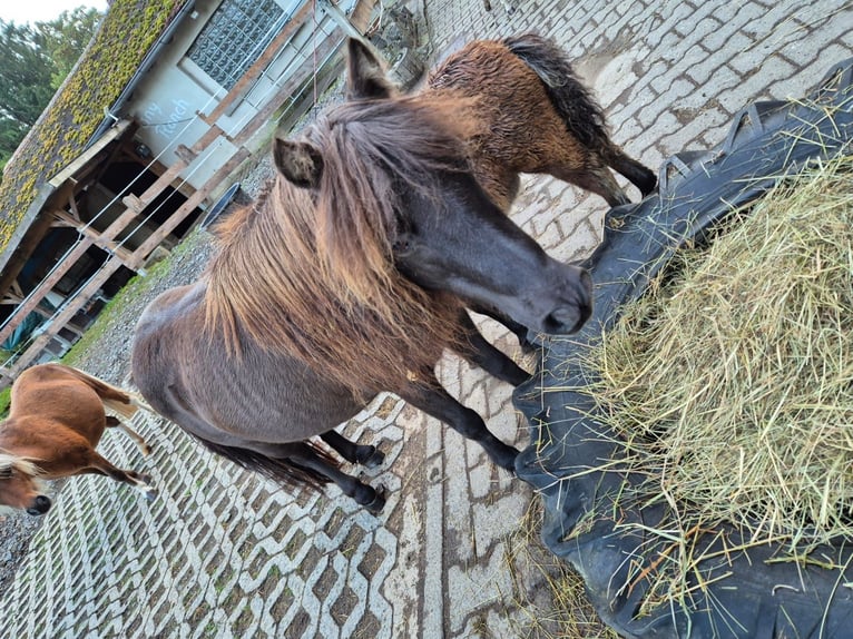 Cheval Miniature américain Jument 8 Ans  in Büdingen