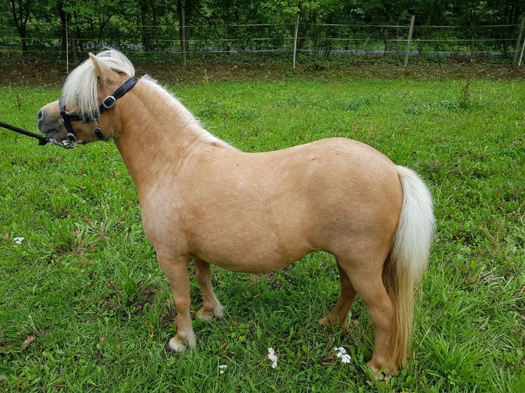Cheval Miniature américain Jument 8 Ans  in Büdingen