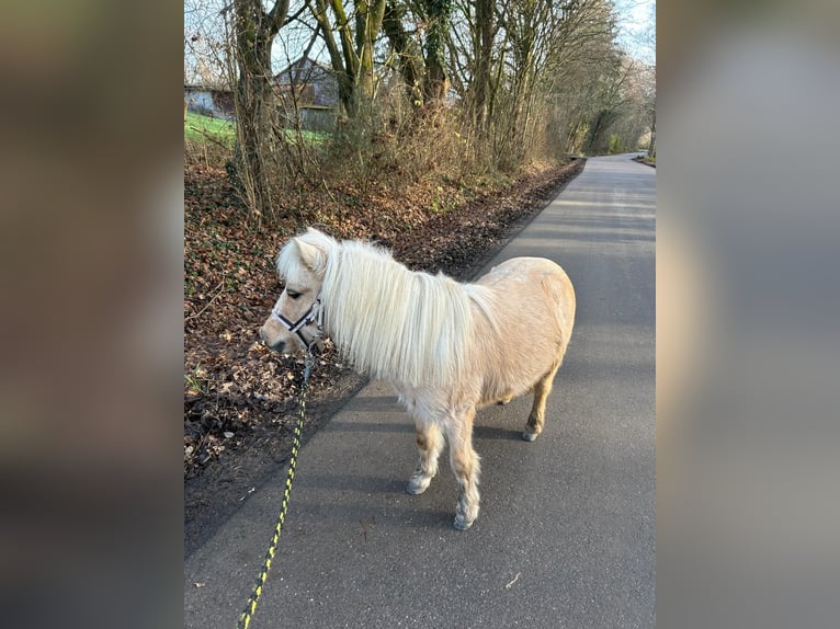 Cheval Miniature américain Jument 9 Ans 92 cm Palomino in Bruchsal