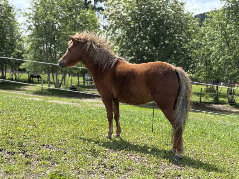 Cheval Miniature américain Jument 9 Ans 98 cm Alezan in Wagrain