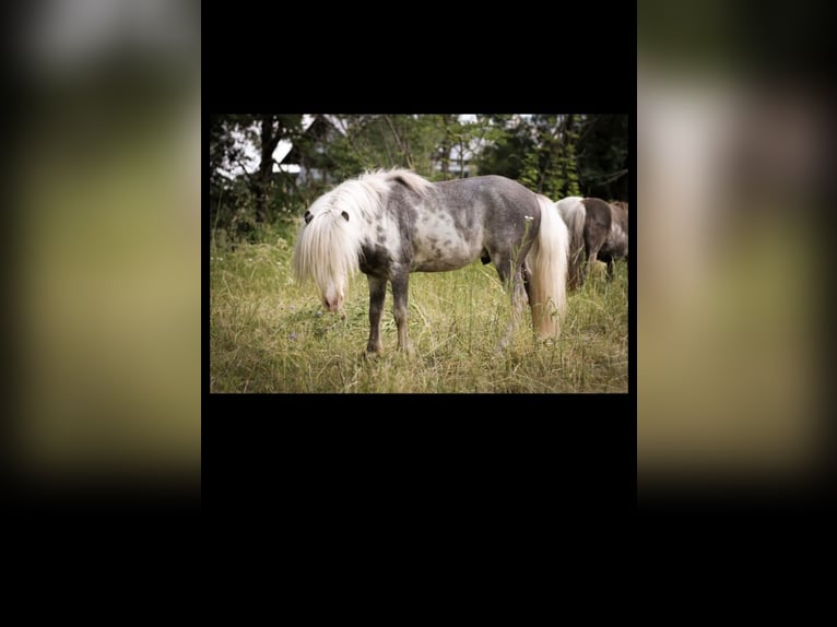Cheval Miniature américain Croisé Jument Poulain (04/2023) 105 cm Overo-toutes couleurs in Günzburg