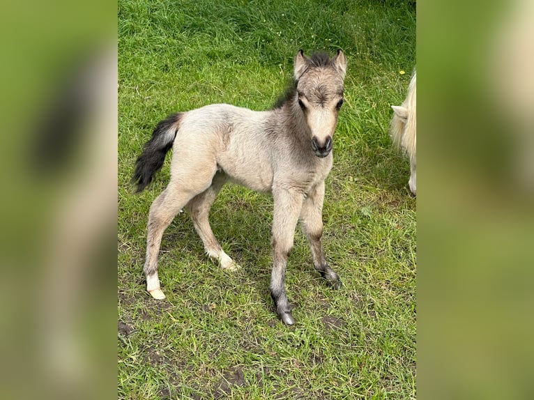 Cheval Miniature américain Jument Poulain (01/2024) 80 cm Buckskin in Herwijnen