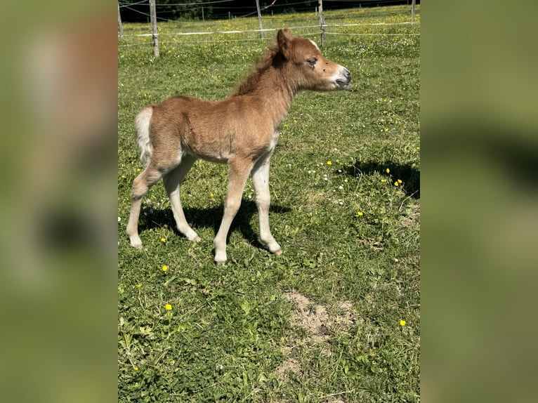 Cheval Miniature américain Jument  Alezan cuivré in Sauvigny Les Bois