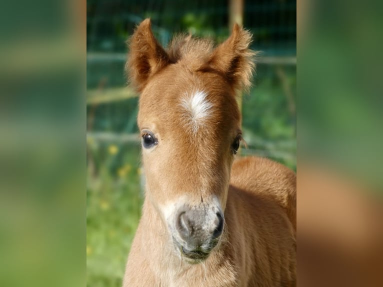 Cheval Miniature américain Jument  Alezan cuivré in Sauvigny Les Bois