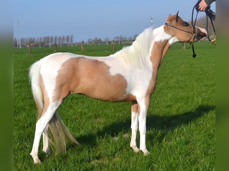 Cheval Miniature américain Jument  Alezan cuivré in Sauvigny Les Bois