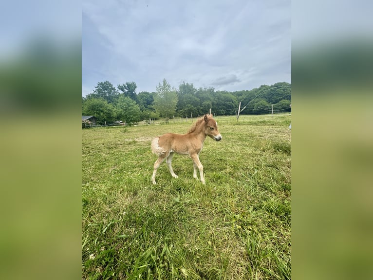 Cheval Miniature américain Jument  Alezan cuivré in Sauvigny Les Bois