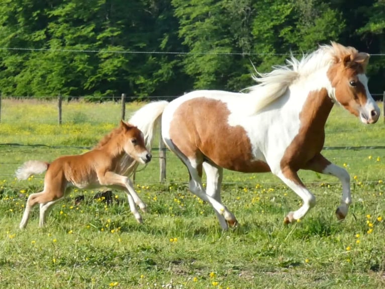 Cheval Miniature américain Jument  Alezan cuivré in Sauvigny Les Bois