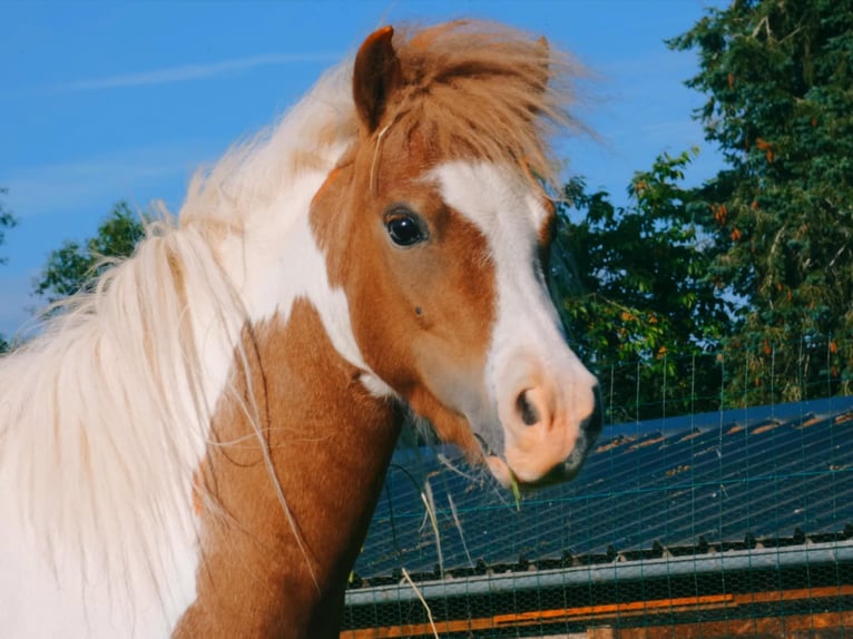Cheval Miniature américain Jument  Alezan cuivré in Sauvigny Les Bois