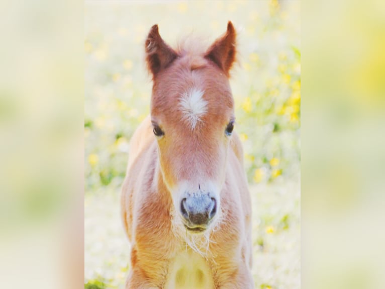 Cheval Miniature américain Jument  Alezan cuivré in Sauvigny Les Bois