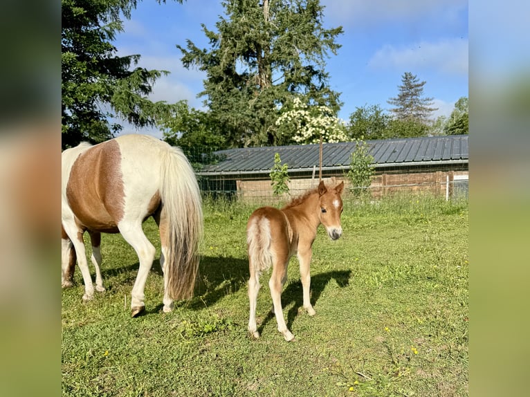 Cheval Miniature américain Jument  Alezan cuivré in Sauvigny Les Bois
