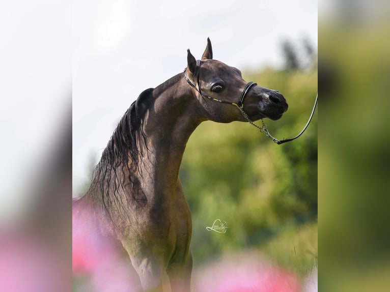 Cheval Miniature américain Jument  Alezan cuivré in Sauvigny Les Bois