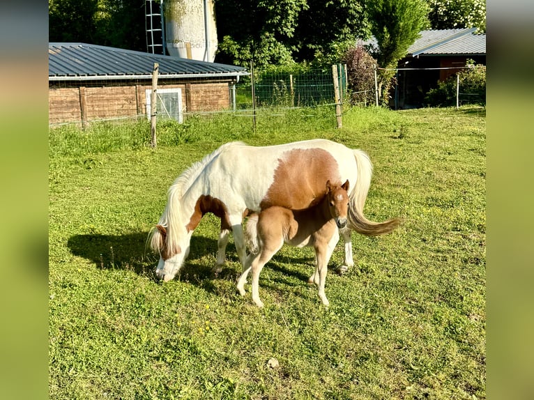 Cheval Miniature américain Jument  Alezan cuivré in Sauvigny Les Bois