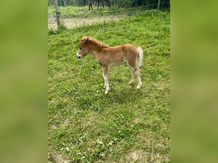 Cheval Miniature américain Jument  Alezan cuivré in Sauvigny Les Bois
