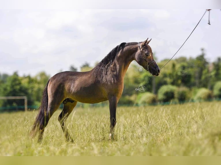 Cheval Miniature américain Jument  Alezan cuivré in Sauvigny Les Bois