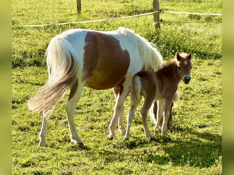 Cheval Miniature américain Jument  Alezan cuivré in Sauvigny Les Bois