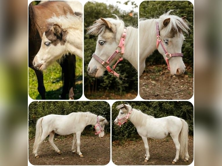 Cheval Miniature américain Jument Poulain (01/2026)  in Söhlde