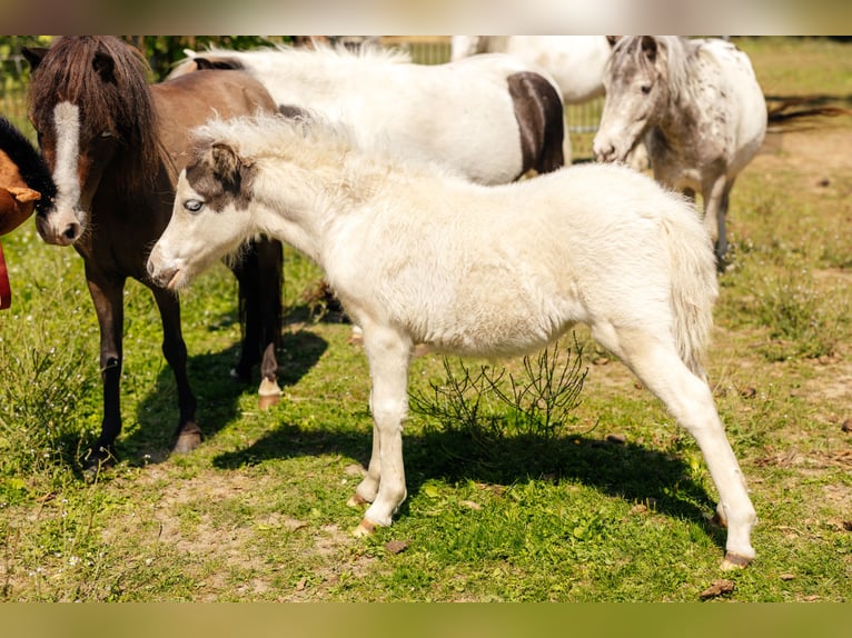 Cheval Miniature américain Jument Poulain (06/2025) Tovero-toutes couleurs in S&#xF6;hlde
