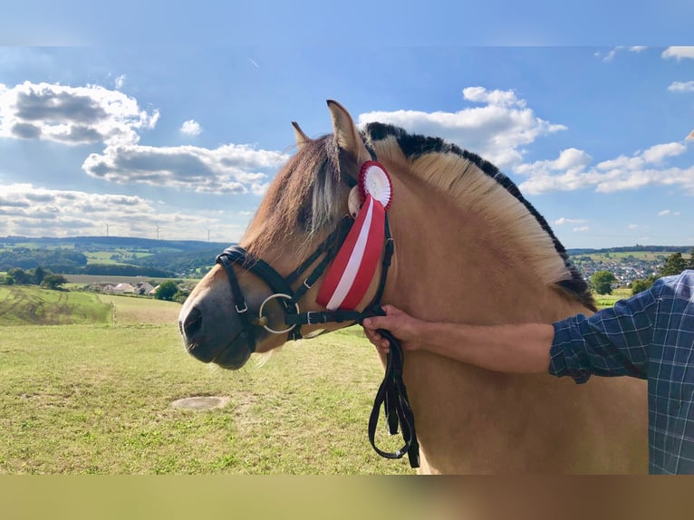 Chevaux fjord Étalon 11 Ans 148 cm Isabelle in Liebstadt