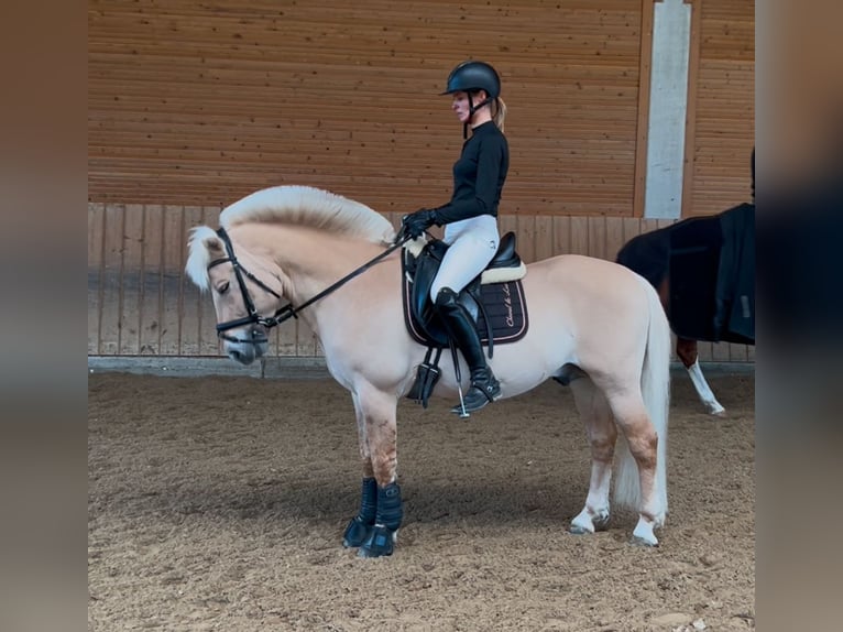 Chevaux fjord Étalon 17 Ans 144 cm Isabelle in Ostfildern