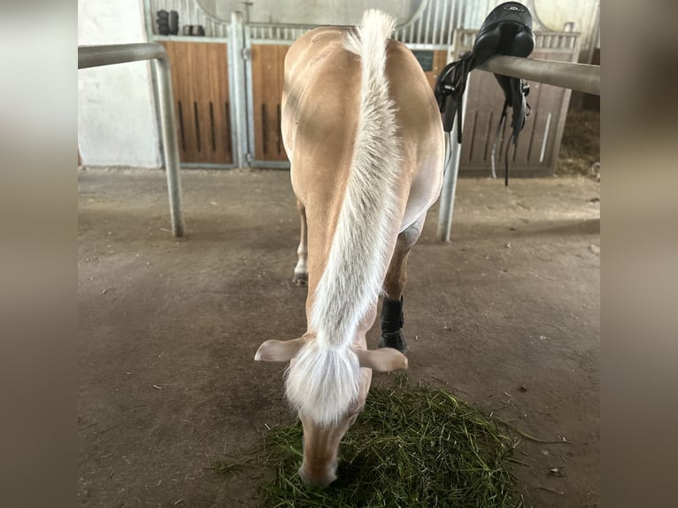 Chevaux fjord Étalon 17 Ans 144 cm Isabelle in Ostfildern