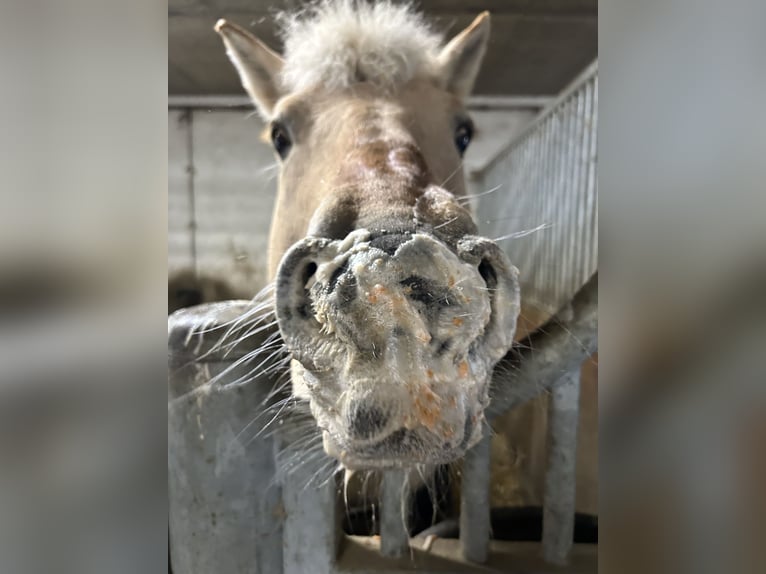 Chevaux fjord Étalon 17 Ans 144 cm Isabelle in Ostfildern