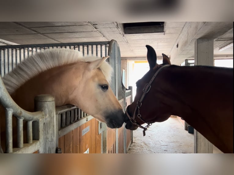 Chevaux fjord Étalon 17 Ans 144 cm Isabelle in Ostfildern