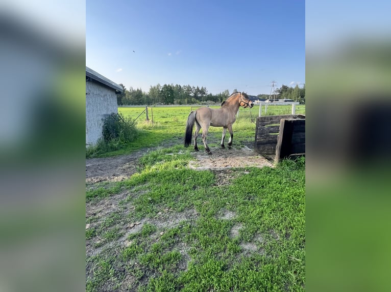 Chevaux fjord Étalon 18 Ans 145 cm Alezan dun in Stobno
