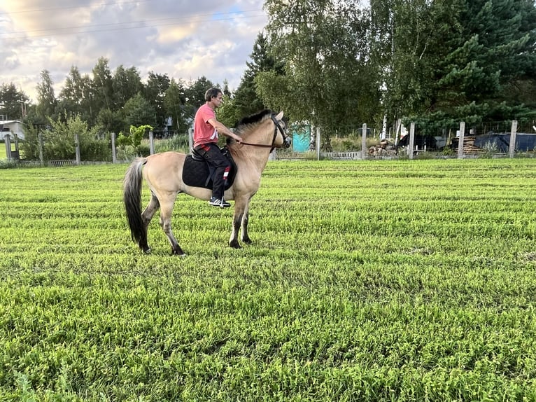 Chevaux fjord Étalon 18 Ans 145 cm Alezan dun in Stobno