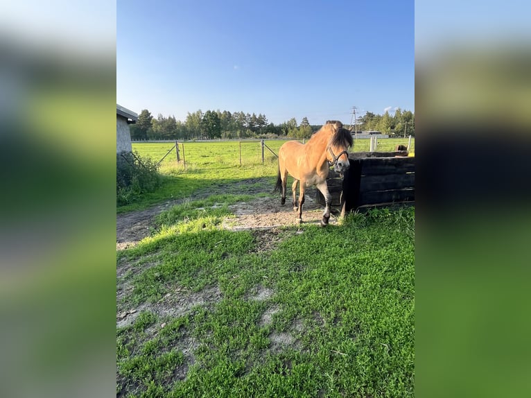Chevaux fjord Étalon 18 Ans 145 cm Alezan dun in Stobno