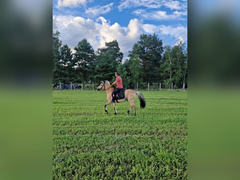 Chevaux fjord Étalon 18 Ans 145 cm Alezan dun in Stobno