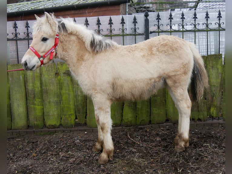 Chevaux fjord Étalon 1 Année 118 cm in Dorsten