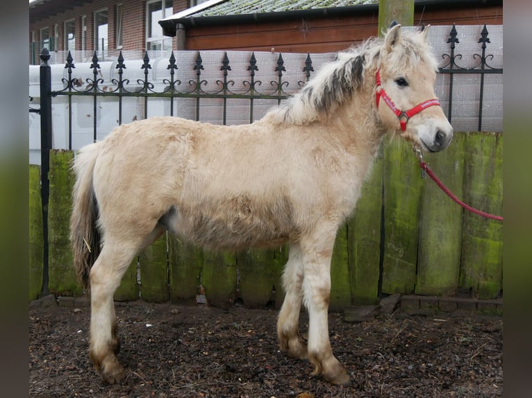 Chevaux fjord Étalon 1 Année 118 cm in Dorsten