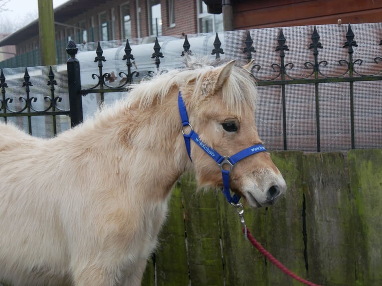 Chevaux fjord Étalon 1 Année 121 cm in Dorsten