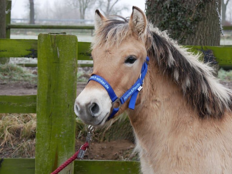 Chevaux fjord Étalon 1 Année 124 cm in Dorsten