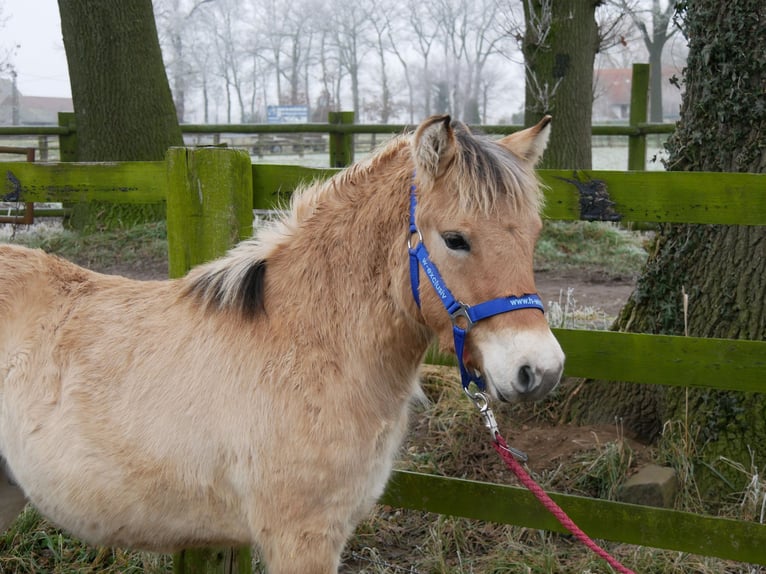 Chevaux fjord Étalon 1 Année 124 cm in Dorsten