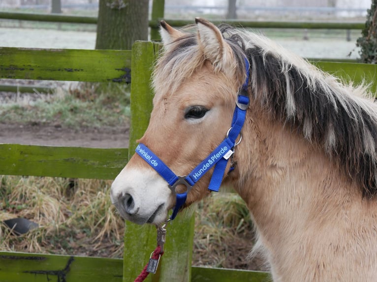 Chevaux fjord Étalon 1 Année 124 cm in Dorsten