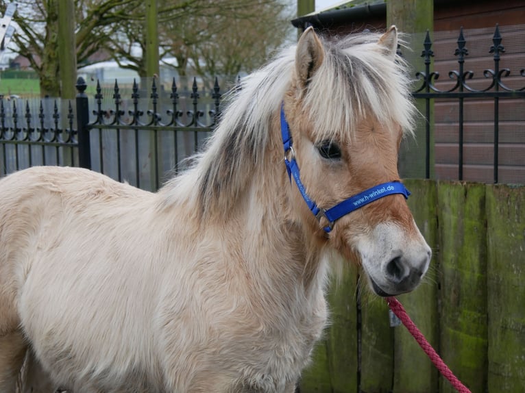 Chevaux fjord Étalon 1 Année 126 cm in Dorsten