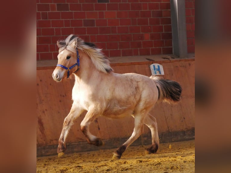 Chevaux fjord Étalon 1 Année 130 cm in Dorsten